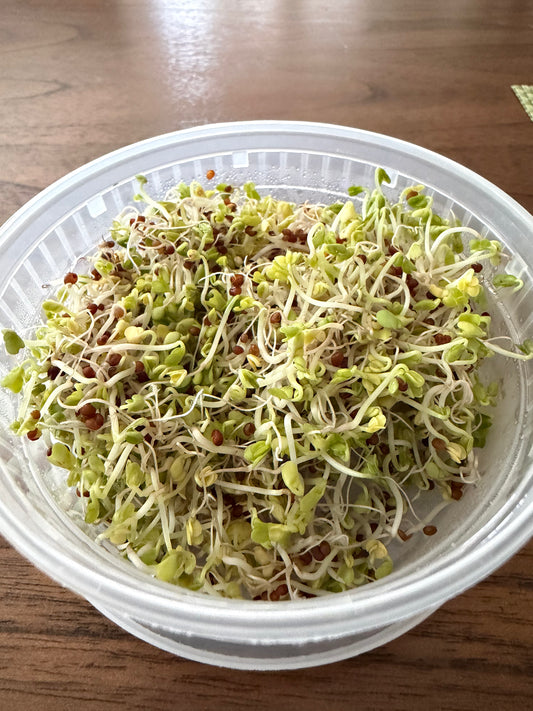 Organic Broccoli Sprouts – small deli